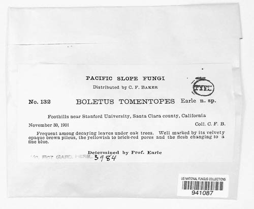 Boletus tomentipes image